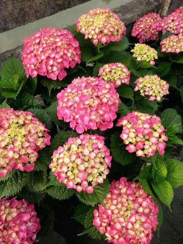 绣球花怎么修剪，锈球花如何修剪最好（买回来的绣球花不要着急修剪）