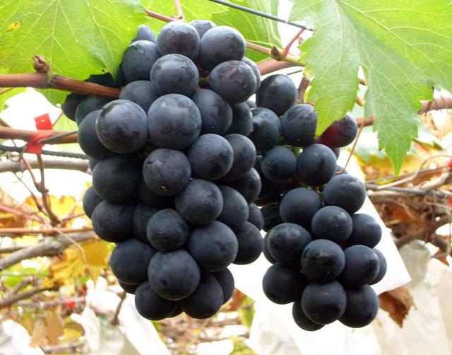 葡萄的产地是哪里，葡萄的产地是哪里喜欢的原因（请认清这5个产地）