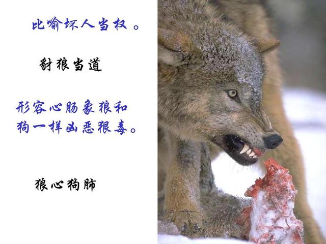 关于狼的成语及意思,关于狼的成语及意思及造句(成语故事 407>狼心狗
