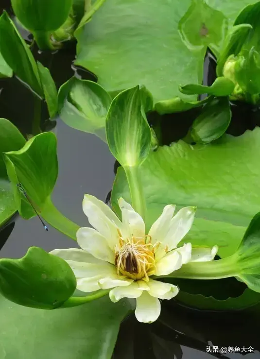 莲花的别称有哪些，莲花的别称有哪些拼音（ 太齐全太珍贵了）