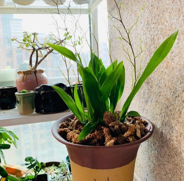 好养的室内植物文心兰，家里养盆文心兰
