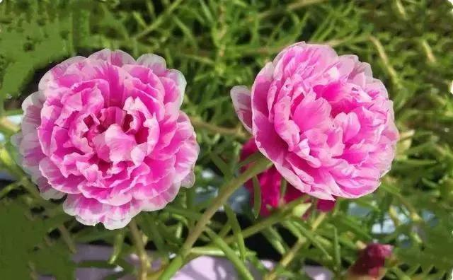 绿萝好养吗,绿萝怎样栽培(绿萝竟然排在倒数第1) 绿萝好养吗,绿萝怎样栽培(绿萝竟然排在倒数第1)