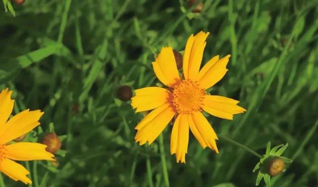 故事的小黄花代表什么，故事的小黄花代表什么含义（初夏——故事里的小黄花）