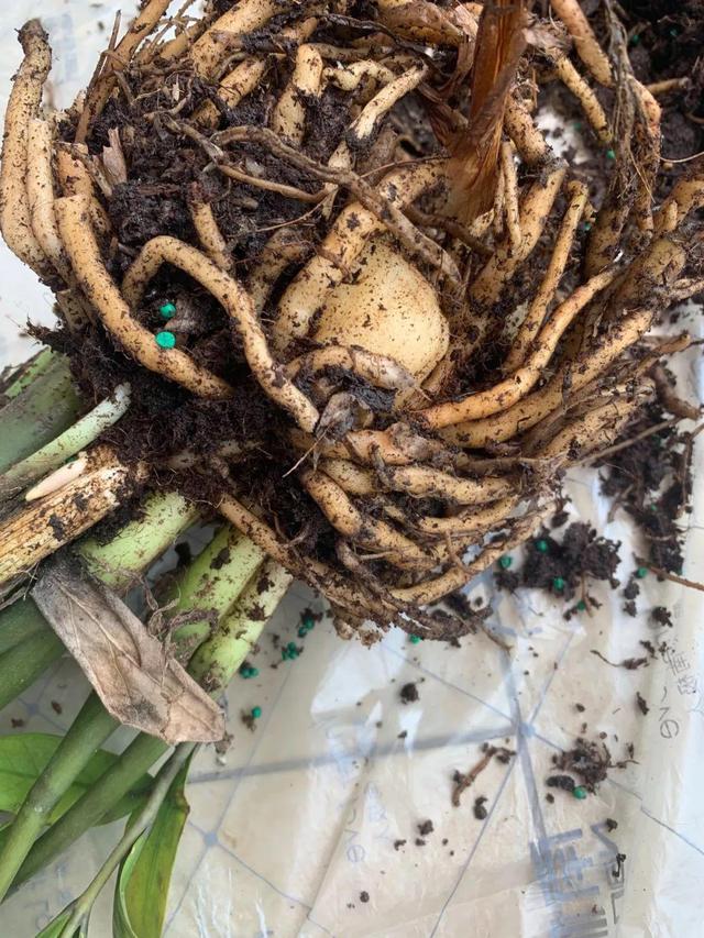 山药豆是什么，山药豆是什么样子的图片（挖出一把“山药豆”）