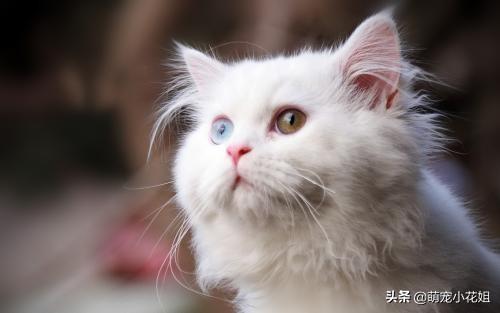 蒂凡尼猫介绍，蒂凡尼的早餐里面的猫是什么品种（猫咪罕见的遗传病多囊肾）