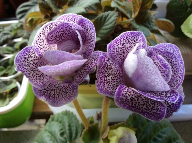 大岩桐如何养长得旺盛，大岩桐好不好养（如何养才能开花又多又鲜艳呢）