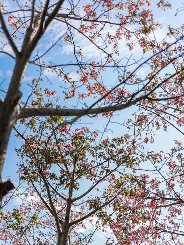 珠海白沙滩在哪里，珠海白沙湾沙滩（珠海新晋网红白沙滩免费开放）