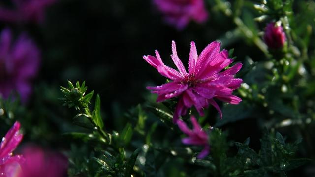 天蝎座的女性特征，天蝎座的女性有什么特点（有着什么令人惊喜的特质呢）