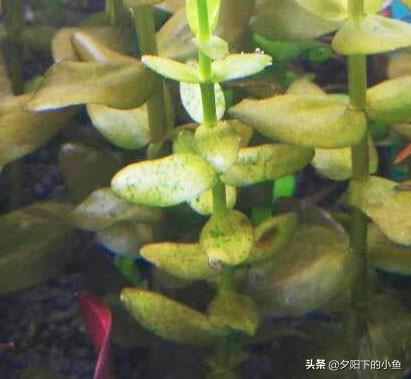 刚毛藻怎么除，刚毛藻如何去除（7种藻和去除方法）