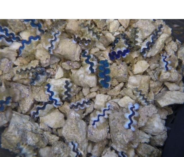 五爪贝饲养最全攻略，五爪贝终于实现人工繁殖啦