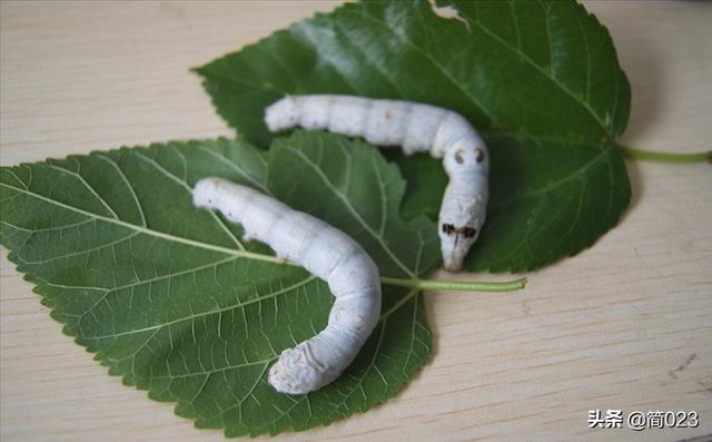 超细纤维是什么材质，超细聚酯纤维是什么材质（服装材料学——丝纤维）
