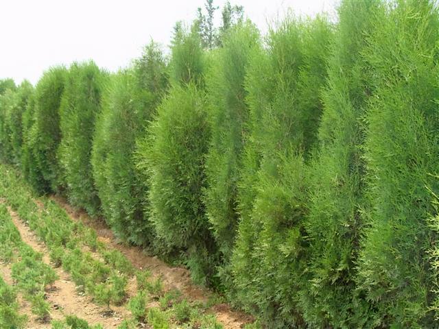 中药材侧柏叶，侧柏叶对脱发的功效（王药师说本草-清明时节话侧柏）