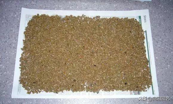 文竹的养殖方法，提高家庭的档次（文竹的养殖方法和注意事项几天浇水）