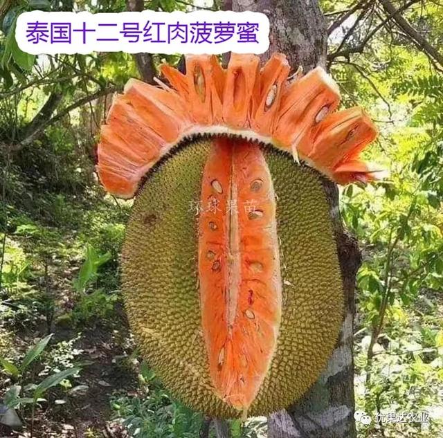 菠萝蜜果树管理知识，菠萝蜜种植栽培管理技术