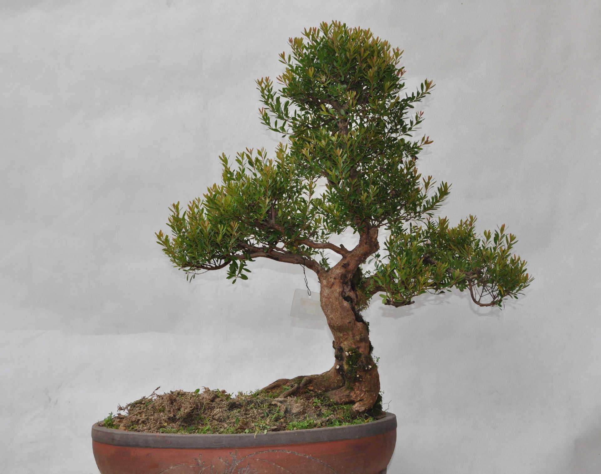 赤楠放在家里什么位置好(小叶赤楠风水禁忌) - 珍缘易学