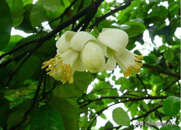 橙花是什么味道，橙花是什么香味（苦橙花高雅洁白）