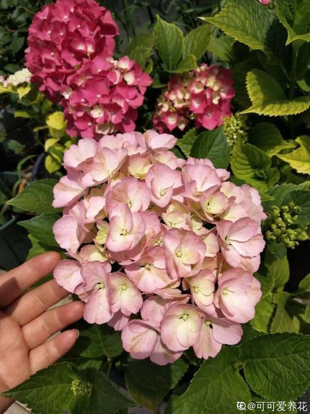 如何自制氮肥，自制氮肥怎么做（氮磷钾肥别买了）