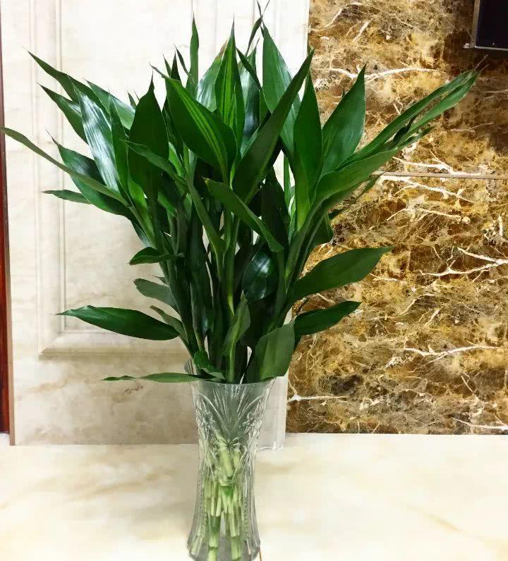 五行生旺死墓绝一览表,富贵竹养几根最好 - 玉三网