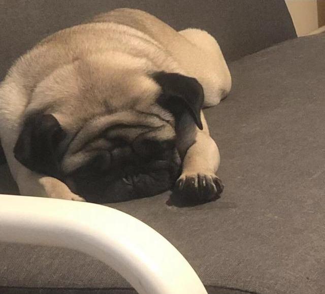 巴哥犬怎么训练(巴哥犬刚开始养就后悔)