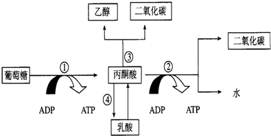 鲸爆到底是什么，鲸爆什么意思（鲸爆，世界上最臭的生化武器）