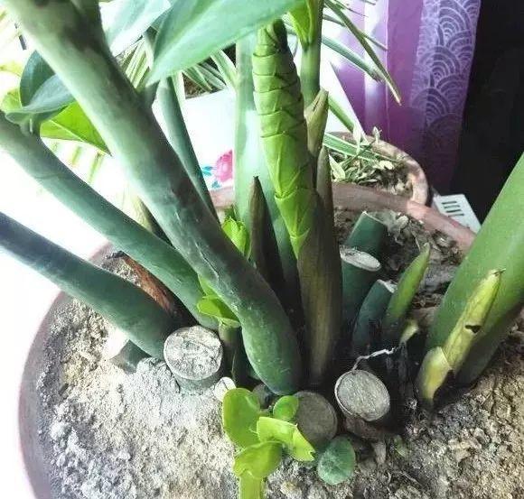 鹅掌柴的作用与功效，鹅掌柴的功效与作用（一养就能养20年）