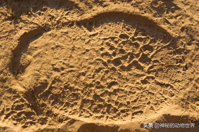 小猫和大象的脚印分别像什么，小猫和大象的脚印分别像什么样子（它们用脚尖在走路）