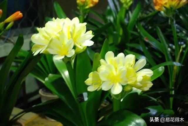 君子兰价格，曾经标价“7777万元”的君子兰噱人眼球