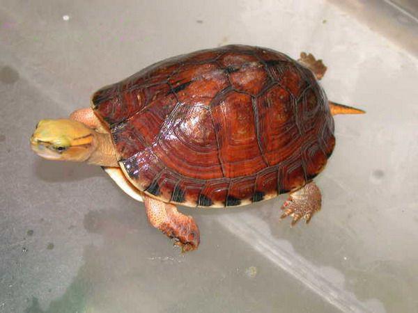 乌龟种类有哪些，乌龟种类有哪些品种（陆龟和水陆两栖龟区别）