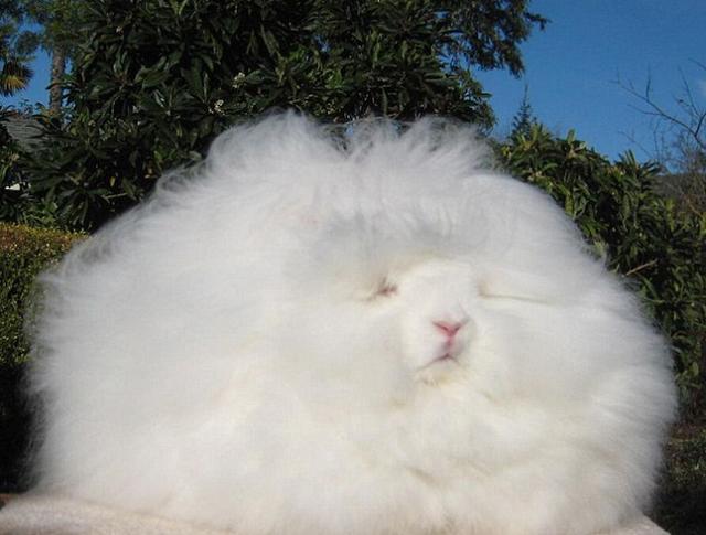 安哥拉兔好养吗，法国安哥拉兔应该怎么养（安哥拉兔：我真的是一只兔子）