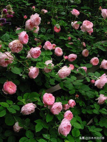 Thecastle.城堡网名，Thecastle.城堡（奥斯汀官方推荐月季品种）