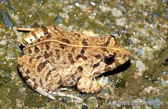 比较常见的青蛙种类，青蛙种类图片大全