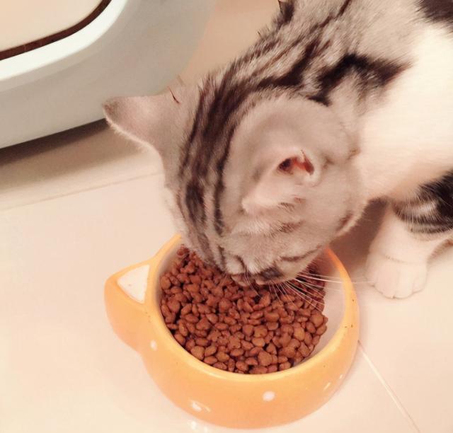 性价比高的猫粮，又便宜又好的猫粮排名前十（猫粮良心推荐，6款性价比好粮）