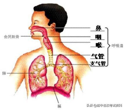 血型配对表图口诀，血型遗传规律表顺口溜（冲刺2020年中考-初中生物记忆口诀+知识点大全）