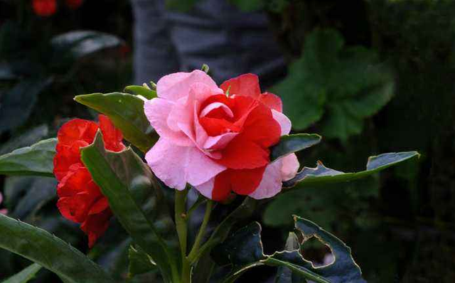 凤仙花的花语及其功能，凤仙花特征和花语（凤仙花的花语，你知道几个呢）