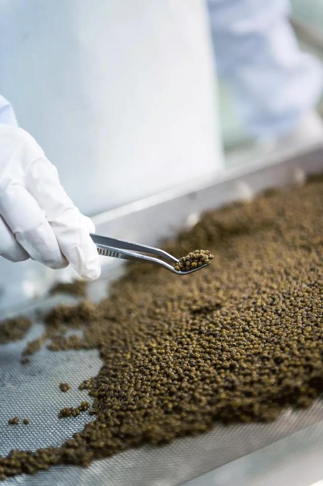 鱼子酱好吃吗，鱼子酱是什么东西（除了贵，你对鱼子酱一无所知）