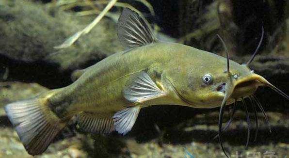 动物的舌头有什么作用，动物的舌头有哪些作用（动物舌头的“功能”对于动物来说舌头而是一件“厉害的武器”）