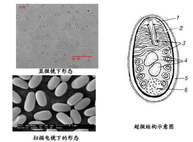 陆地上最大的动物，世界上最大的动物排行榜（蓝鲸体重比它大了1500万亿亿倍）