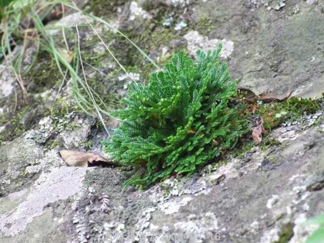 卷柏是什麼植物,【卷柏是什麼植物】卷柏的相關介紹(多生於向陽的乾旱