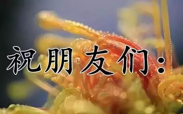 关于寒露的祝福短信，寒露祝福短语（最美的祝福送上）