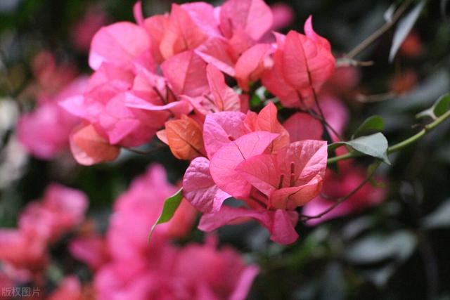 三角梅哪个品种最漂亮好看，三角梅哪个品种最勤开花？花开最美艳