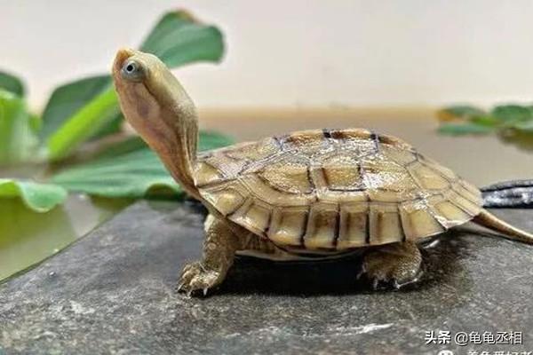 乌龟怎样才算认可主人，乌龟怎样才算认可主人（怎么培养龟龟的互动性）