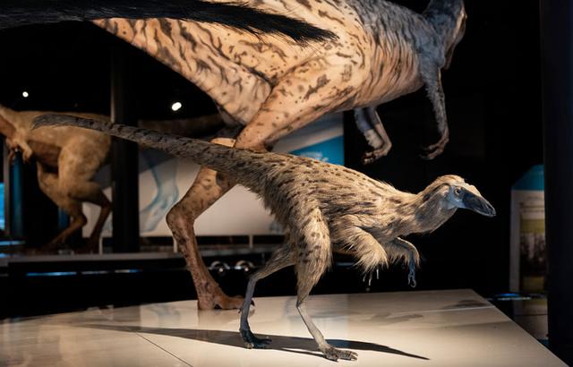 霸王龙的资料，搜索霸王龙的资料（出生时长得像小鸡）