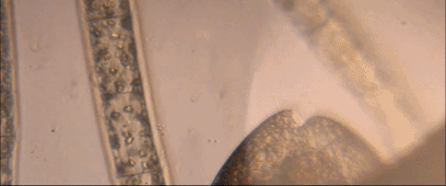 列文虎克是什么梗，你是列文虎克吗（为什么眼神好的人都叫列文虎克）