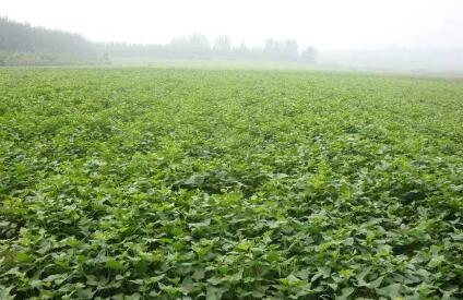 如何种红薯，怎样种红薯苗视频（种植红薯的正确方法与时间）