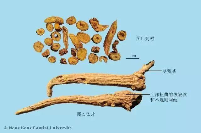 黄芩片的功效和作用，黄芩片的功效和作用对肝硬化的疗效（每天一味中药-黄芩）