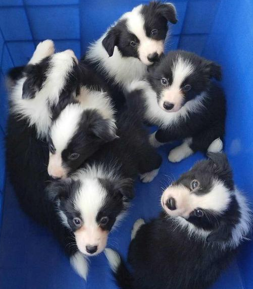 边境牧羊犬智商，边境牧羊犬智商高吗（“智商界老大”边境牧羊犬）