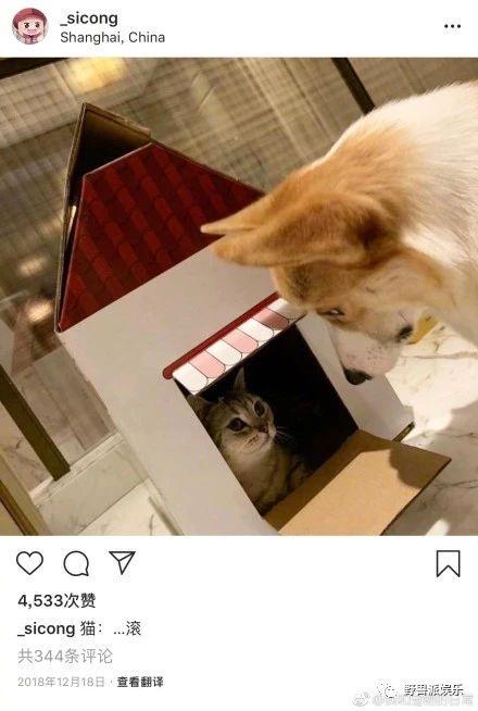 王思聪的鸭子是什么鸭，柯尔鸭幼崽多少钱一只（王思聪把买来的宠物鸭子煮了）