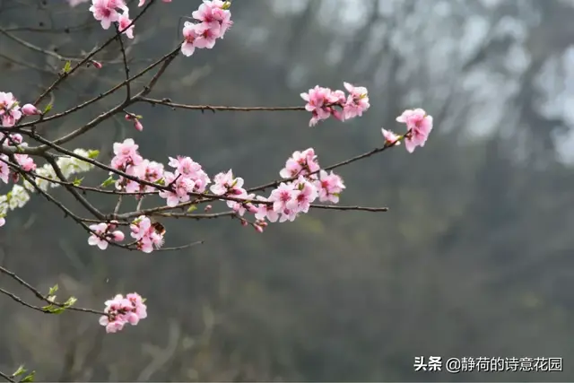 关于春天的诗歌，写给春天的诗歌仿写三年级（隔屏都感觉到了盎然生机与活力）
