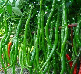 辣椒育苗时间和方法，辣椒育苗时间和方法是什么（辣椒的种植技术和管理）