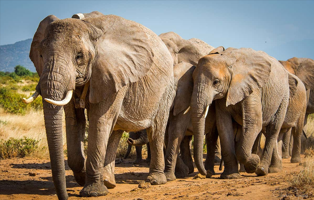 杨棋珺非洲森林象，非洲森林象和亚洲象（称霸非洲草原无敌手）